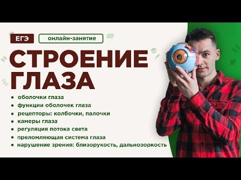 Строение глаза | ЕГЭ Биология | Даниил Дарвин