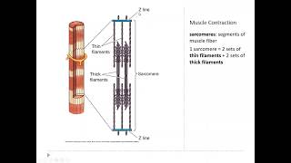 Celebrity OSSM Neuro Chapter 13 - Muscle Contraction Net Worth