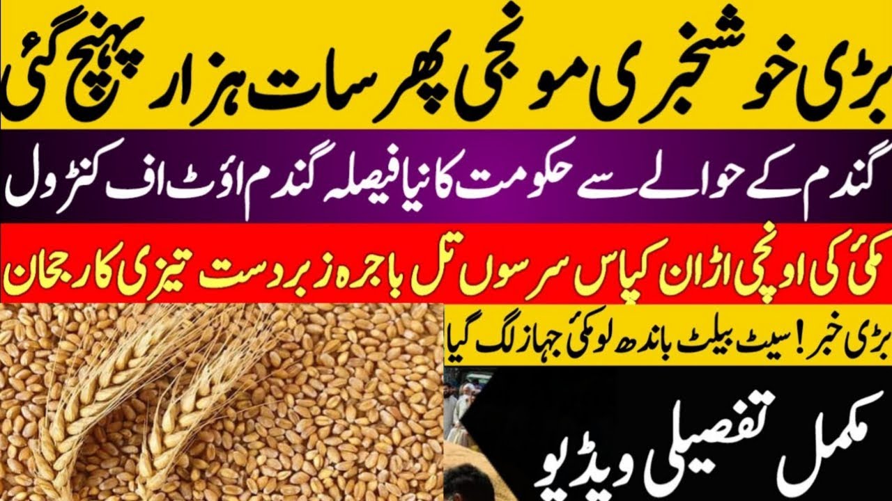 wheat price in punjab | Gandam rate today | Munji Rate today | makki ...