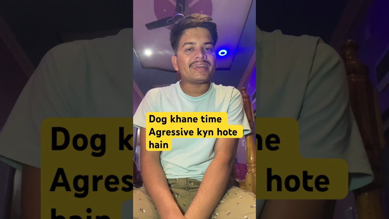 #labrador #dog #dogbreed #pets #shortsviral #goldenretreivers #retreiver #shihtzu #trending #doglife