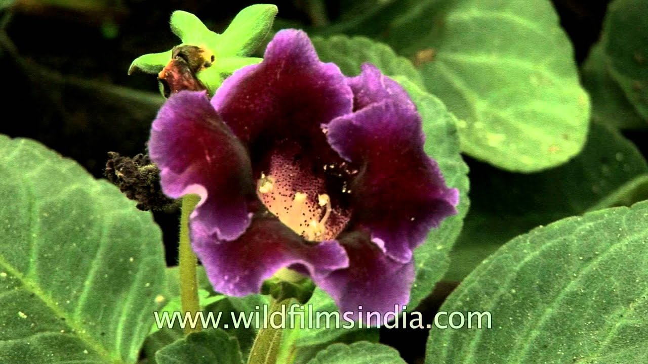 Gloxinia Flowering In An Indian Garden Youtube
