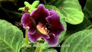 Gloxinia Flowering In An Indian Garden Youtube