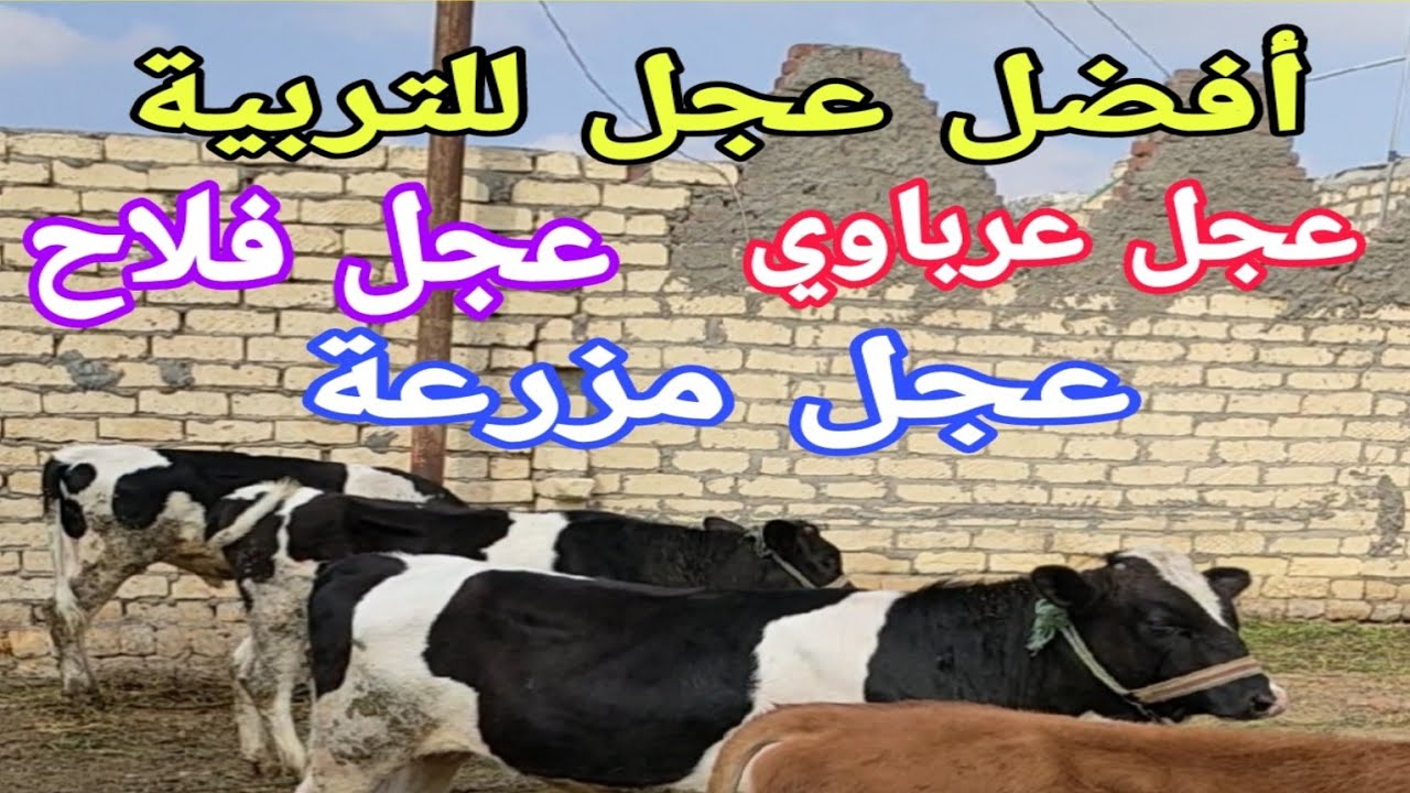 ما هو أفضل عجل تربية.(الفلاح و العرباوي .عجل البرسيم أو العلف)عرض اسعار عجول ابودبيكي .د السيدالطوخي