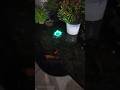 Tiny Pond Lights on a Night Walk
