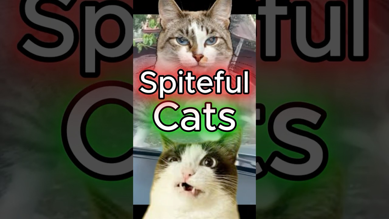 Spiteful Cats. 