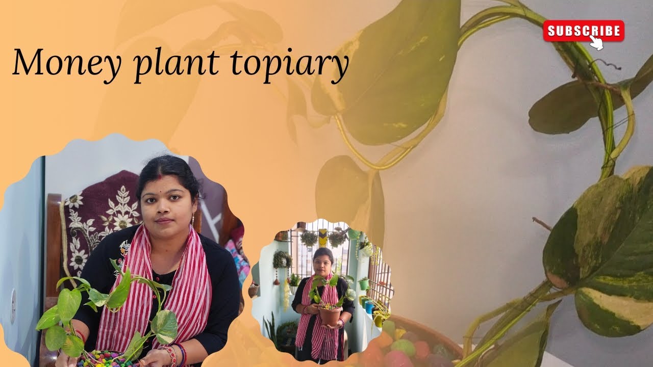 🌿 Money plant topiary✨#moneyplant #topiary #indoorplants#homedecor#plantlover#sonalihomegarden