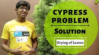 How To Revive A Cypress Tree? - Ultimate Guide (2022)