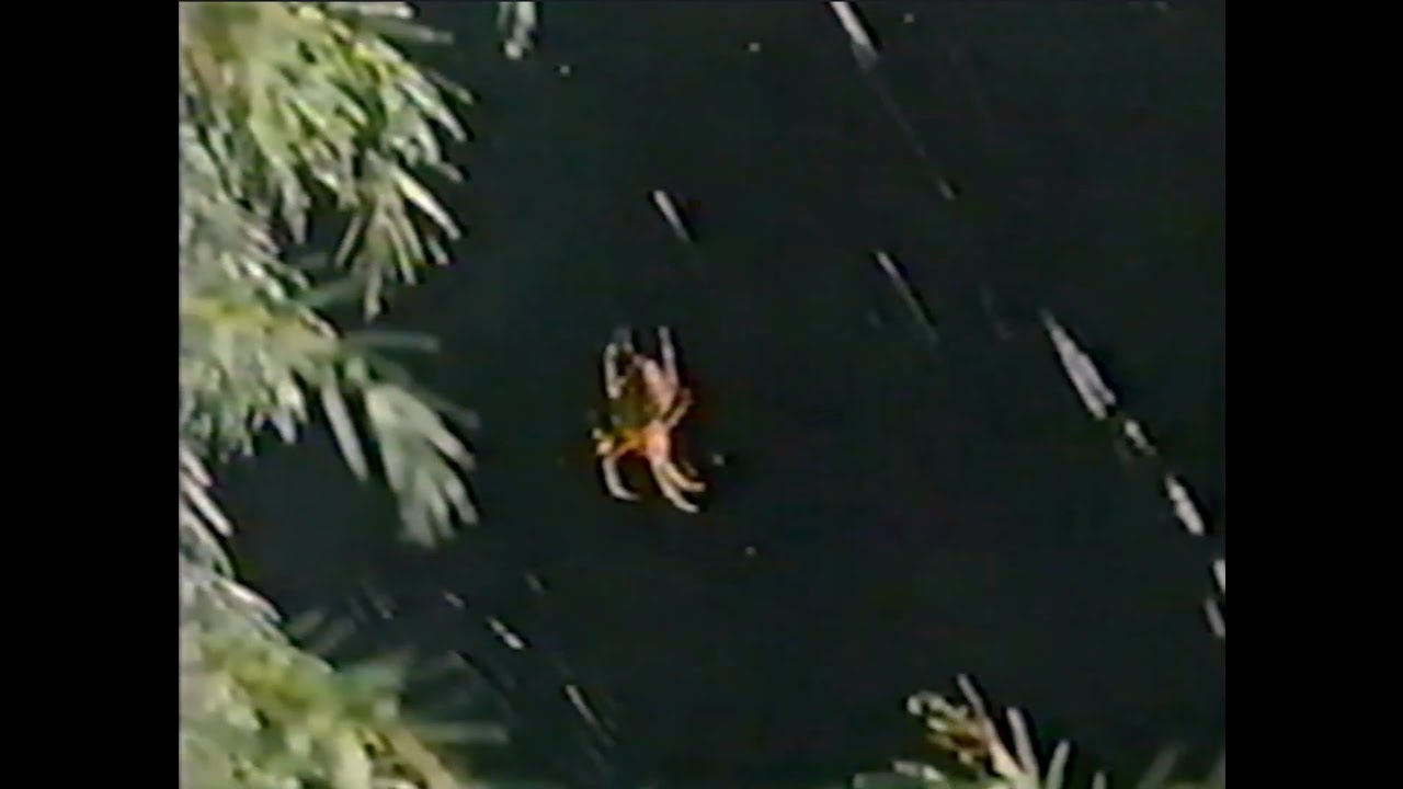 Guarda moss boy - 'spiders' su YouTube Guarda moss boy - 'spiders' su YouTube