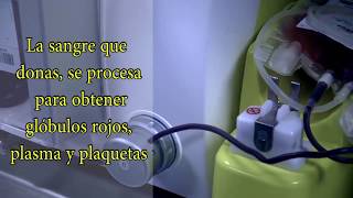 Conoce el procedimiento para donar sangre en el INEN As Es El Procedimiento Para Donar Plasma
