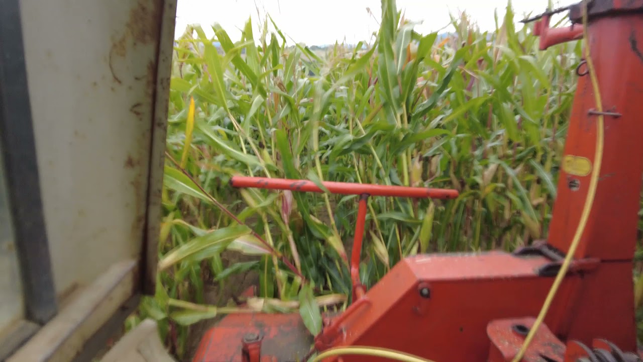 Mais Häckseln, Anstich, Mitten durch, Deutz 5206