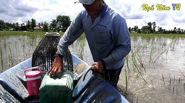 Ra Đồng Bắt Cá Lóc Cá Rô Bữa Cơm Quê Rau Đồng, Cá Kho Ai Đi Xa Mà Không Nhớ/Fishing/NGÃ NĂM TV