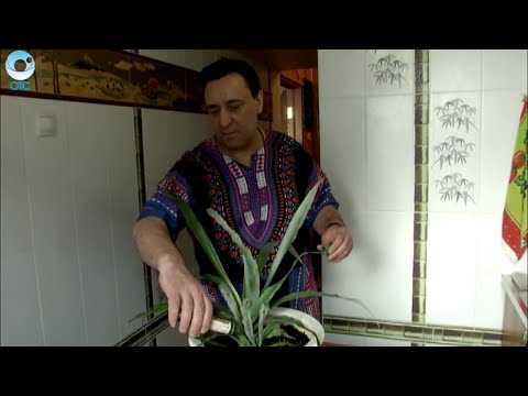 Какие хитрости нужны для выращивания ананаса на подоконнике?