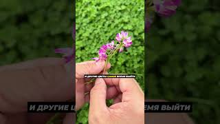 Как плести венки из цветов