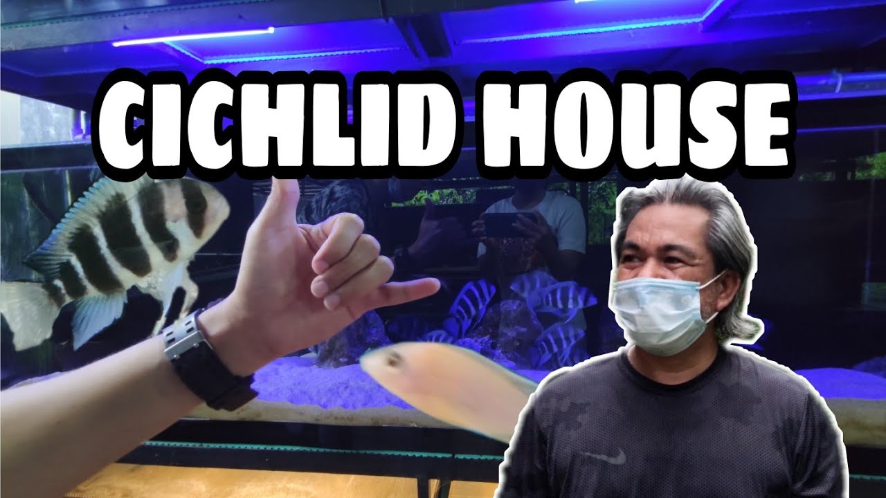 AFRICAN CICHLID HOUSE