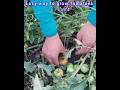 tomato harvest #farming #agriculture #shorts #tomato #homegarden
