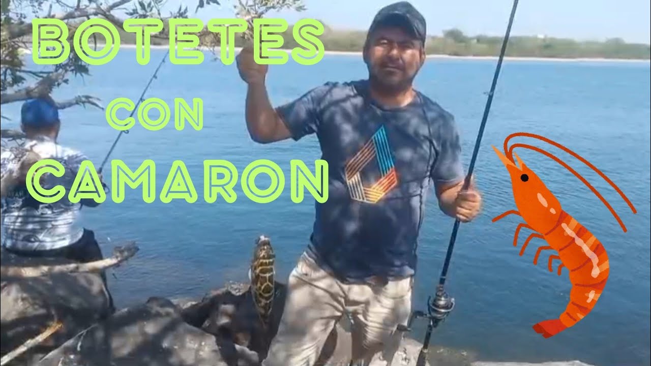 Botetes Ranas PESCA de BOTETES con CAMARON//San Blas,Nayarit - YouTube