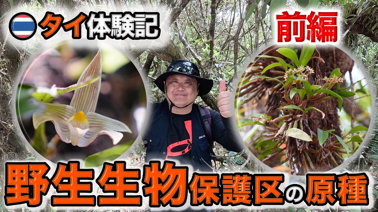 Virgin Orchid Forest] Introducing wild orchid species encountered