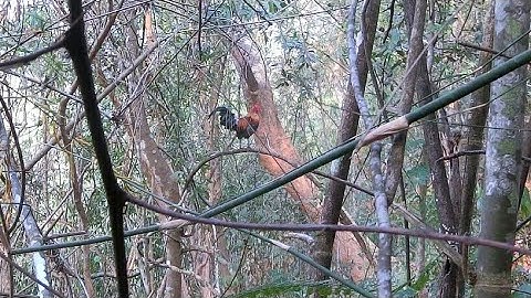 เช้านี้ไปต่อไก่ป่า EP9  yos hav zoov dib qaib qus