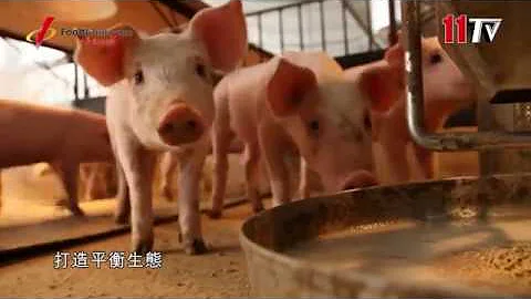 中華食物網- 公平公正公開的養豬飼料穀物(玉米、黃豆)交易平台，創造買賣雙贏 - 天天要聞