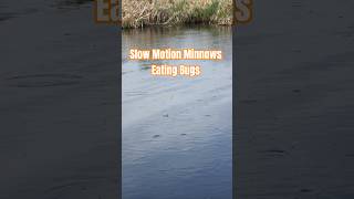 Slow Motion - Minnow Fish Surface and Jump