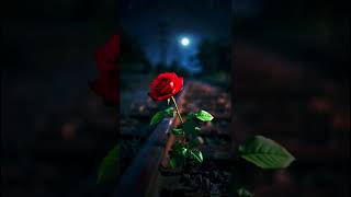 Status Whatsapp Status 1080P