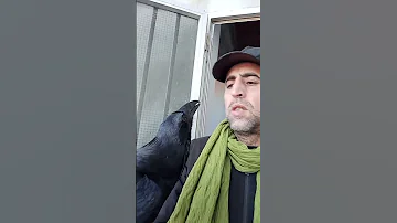 غراب يتكلم عربي 