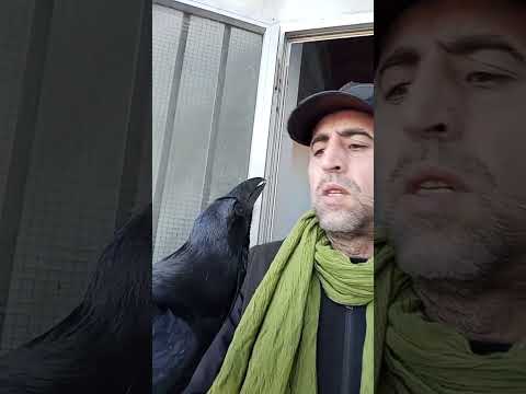 غراب يتكلم عربي