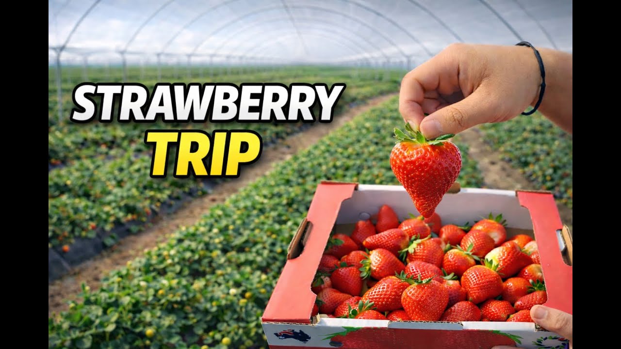 from strawberry fields to hidden waterfalls