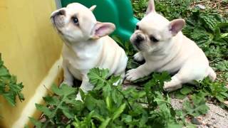 MVI_0516.MOV