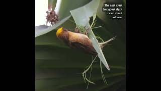 Natures Master Tailor Begins His Work