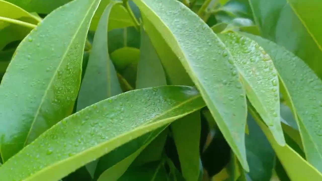 Thời điểm vàng bơm nước phun kích hoa cho vải u hồng 10/1/26dl