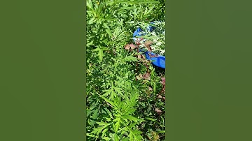 Đau đầu gối đau các khớp dùng ngay cây  ngải cứu dùng #short #shorts