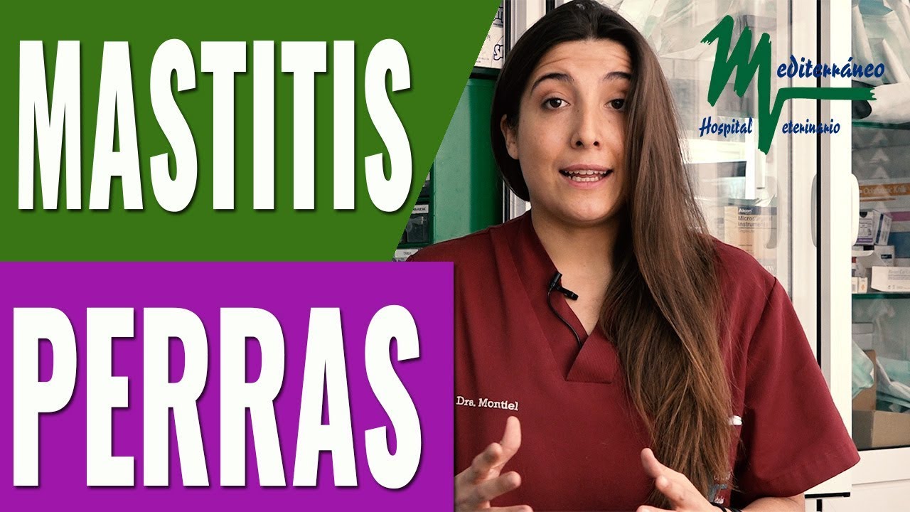 MASTITIS EN PERRAS. MASTITIS CANINA/QUÉ ES, TRATAMIENTO Y PREVENCIÓN