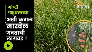 How to plant Marvel Grass! | Multicut Marvel Grass | Agrovan
