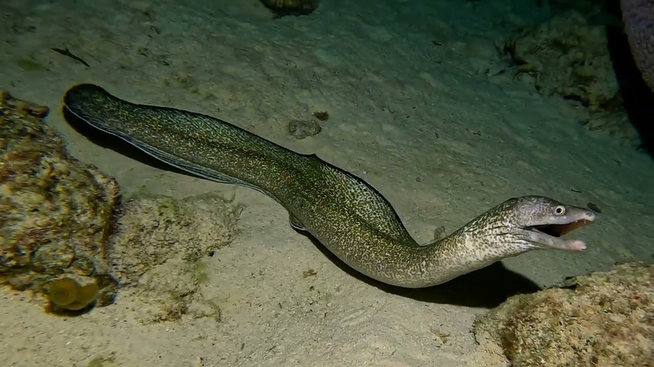 Bonaire Night Dive 2024