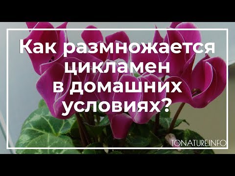 Как размножается цикламен