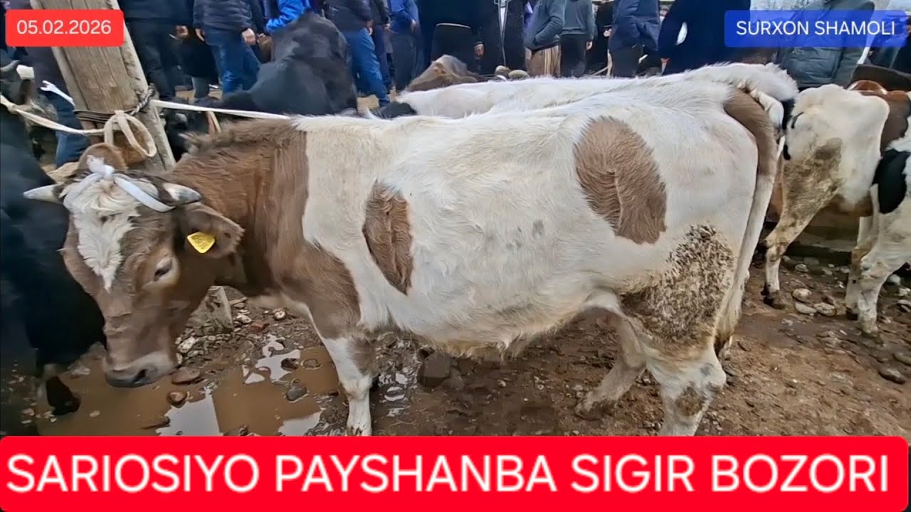 05.02.2026 SARIOSIYO PAYSHANBA MOL BOZPRI SIGIR G'UNAJIN NARXLARI