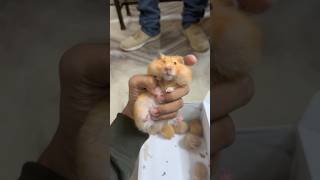 Cute hamster 🐹 hammy ke sweet 😍bacche #shorts #dailyminivlog #hamsters