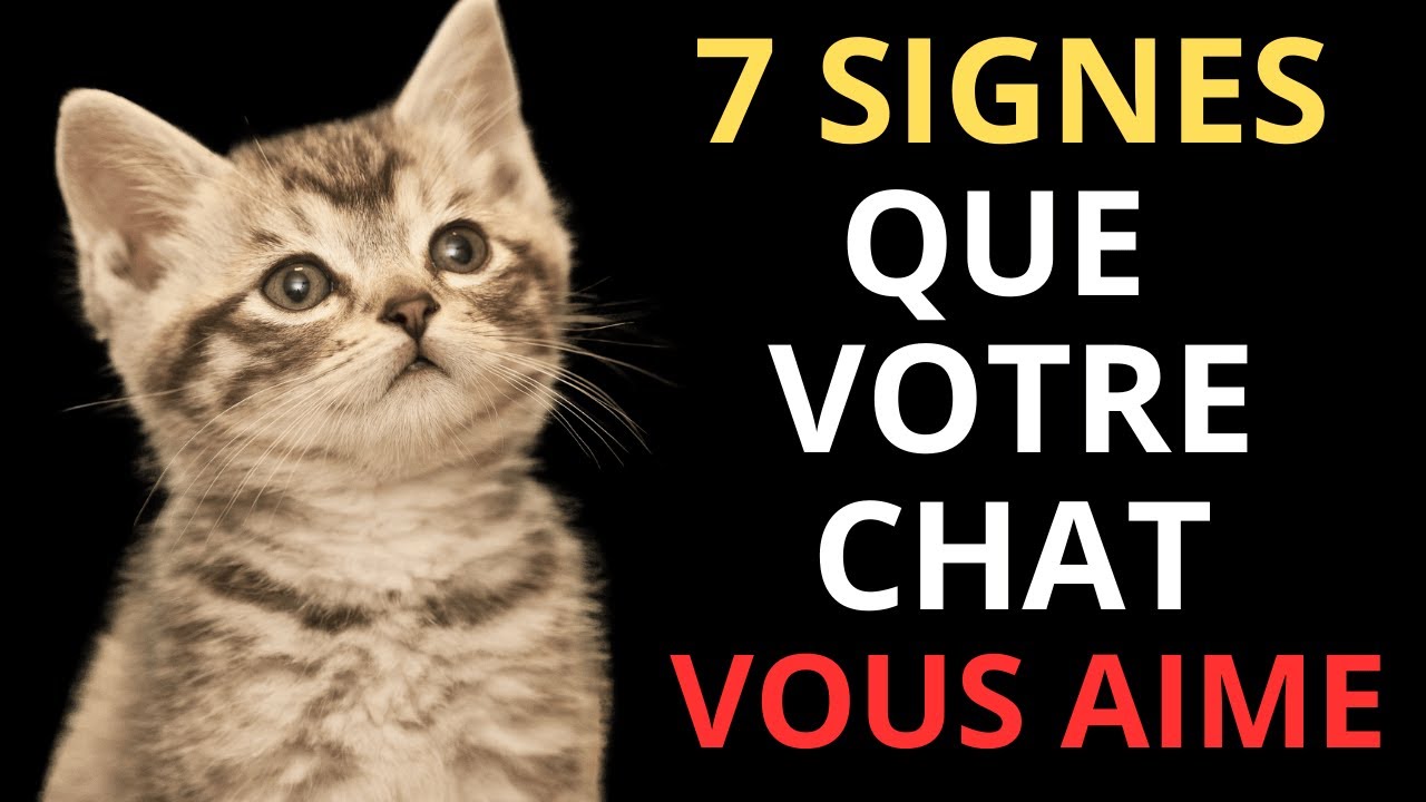 7 signes que votre chat vous aime (même s’il semble distant) - YouTube