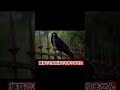 【9割が不正解】カラスが嫌うのは「爆音」ではありません。実は… #Shorts