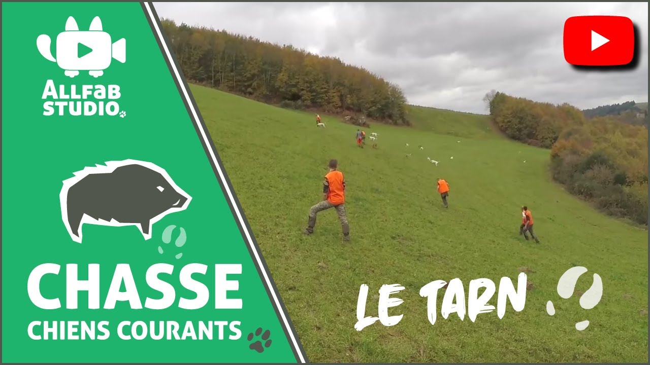 Chasse aux sangliers aux chiens courants - Tarn - 04/11/2017