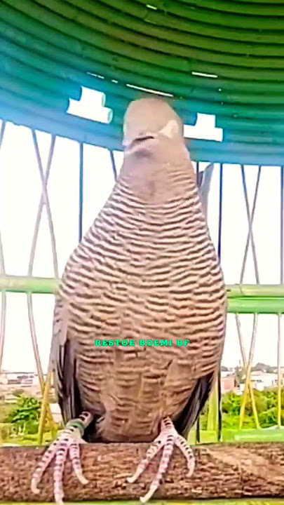 Perkutut Cemani Gacor Suara Besar Irama Enak Buat Pancingan