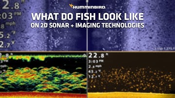 What do fish look like on different sonar technologies | Humminbird