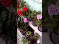Minhas lindezas #flores #natureza #vidanaroça #chorts