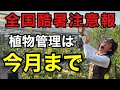 【もうヤバい】猛暑対策は今やっておかないと来月枯れます。　【園芸超人カーメン君】