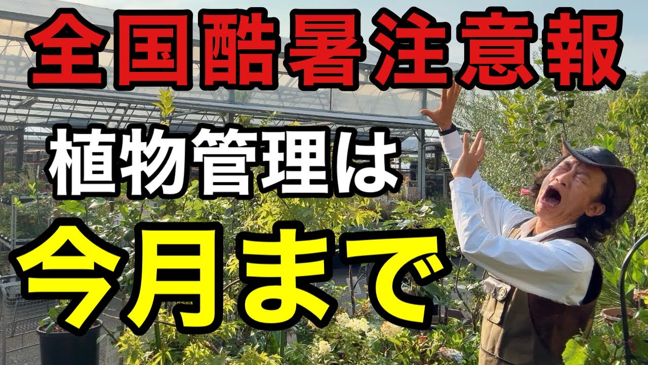 【もうヤバい】猛暑対策は今やっておかないと来月枯れます。　【園芸超人カーメン君】