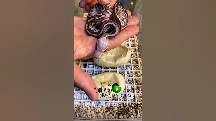 Two are out! #molinarosnakelab #ballpython #royalpython #snakeeggs #eggs #reptiles #snakebreeder