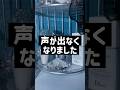 学校は悪です#生活音asmr #生活音界隈 #学校は悪