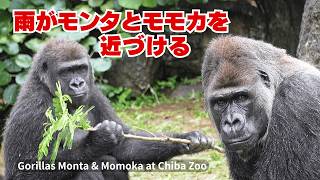 Monta and Momoka taking shelter from the rain, the moment they get closer #gorilla #zoo