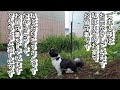 ラムちゃんのお留守番 ~ラムちゃん四回目の来襲~